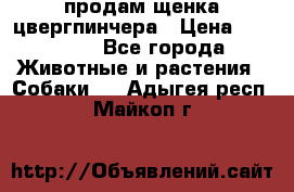 продам щенка цвергпинчера › Цена ­ 15 000 - Все города Животные и растения » Собаки   . Адыгея респ.,Майкоп г.